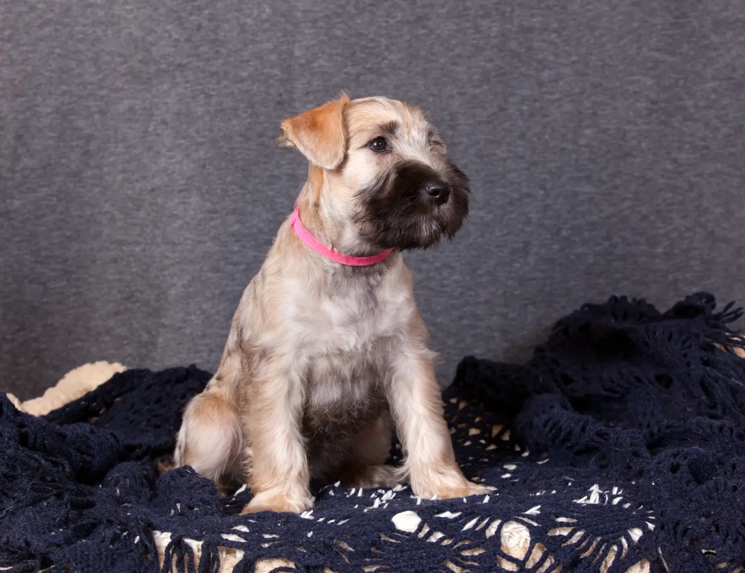 Ír Soft Coated Wheaten Terrier kölyökkutya vásárlása felelősségvállalást jelent! Vásároljon ír soft coated wheaten terrier kölyköket.