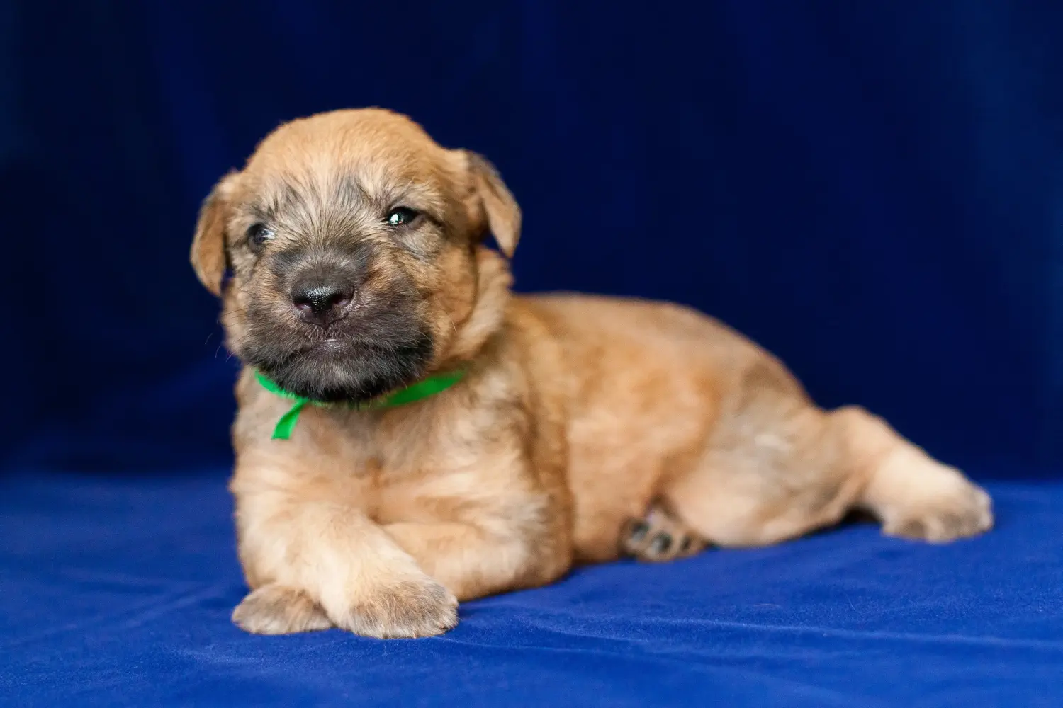 Ír Soft Coated Wheaten Terrier kölyökkutya vásárlása felelősségvállalást jelent! Vásároljon ír soft coated wheaten terrier kölyköket.