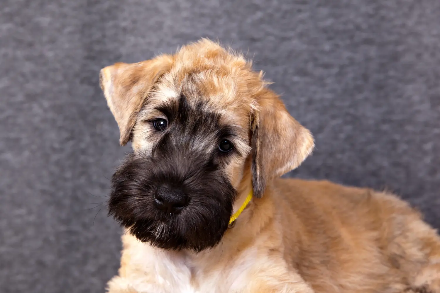 Ír Soft Coated Wheaten Terrier kölyökkutya vásárlása felelősségvállalást jelent! Vásároljon ír soft coated wheaten terrier kölyköket.