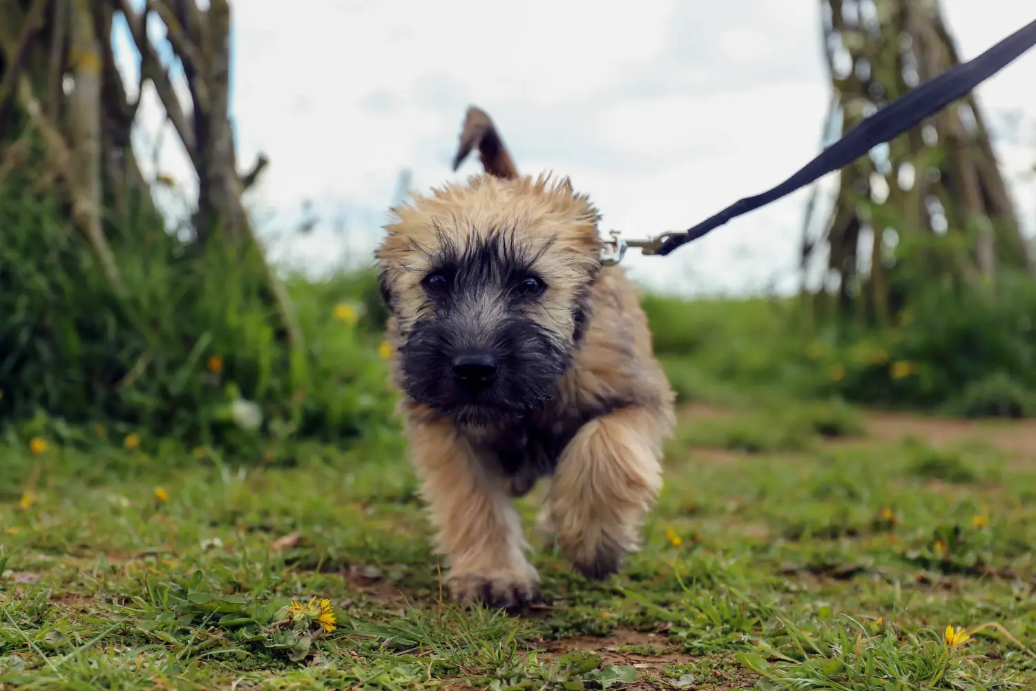 Ír Soft Coated Wheaten Terrier kölyökkutya vásárlása felelősségvállalást jelent! Vásároljon ír soft coated wheaten terrier kölyköket.