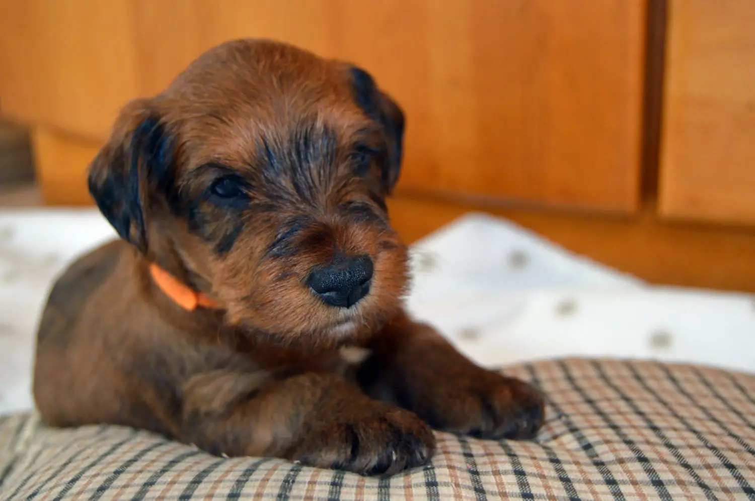 Ír terrier kölyökkutya vásárlása felelősségvállalást jelent! Ír terrier kiskutyák vásárlása.