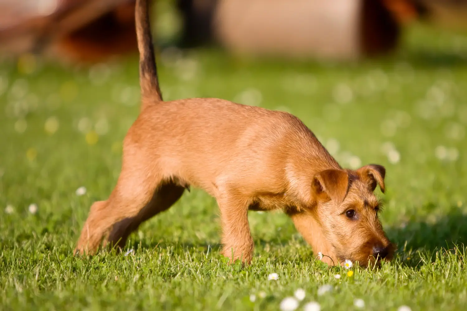 Ír terrier kölyökkutya vásárlása felelősségvállalást jelent! Ír terrier kiskutyák vásárlása.
