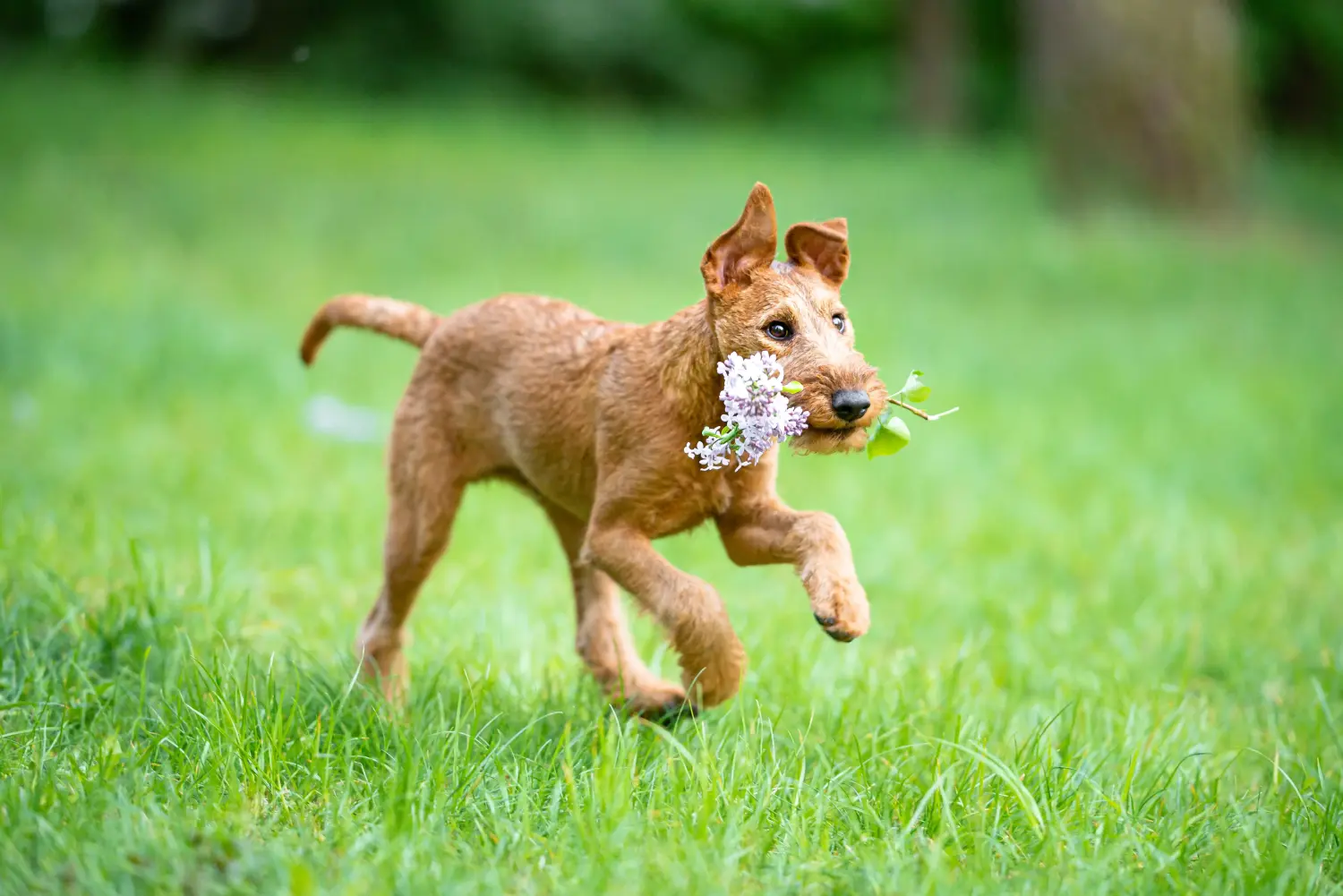 Ír terrier kölyökkutya vásárlása felelősségvállalást jelent! Ír terrier kiskutyák vásárlása.