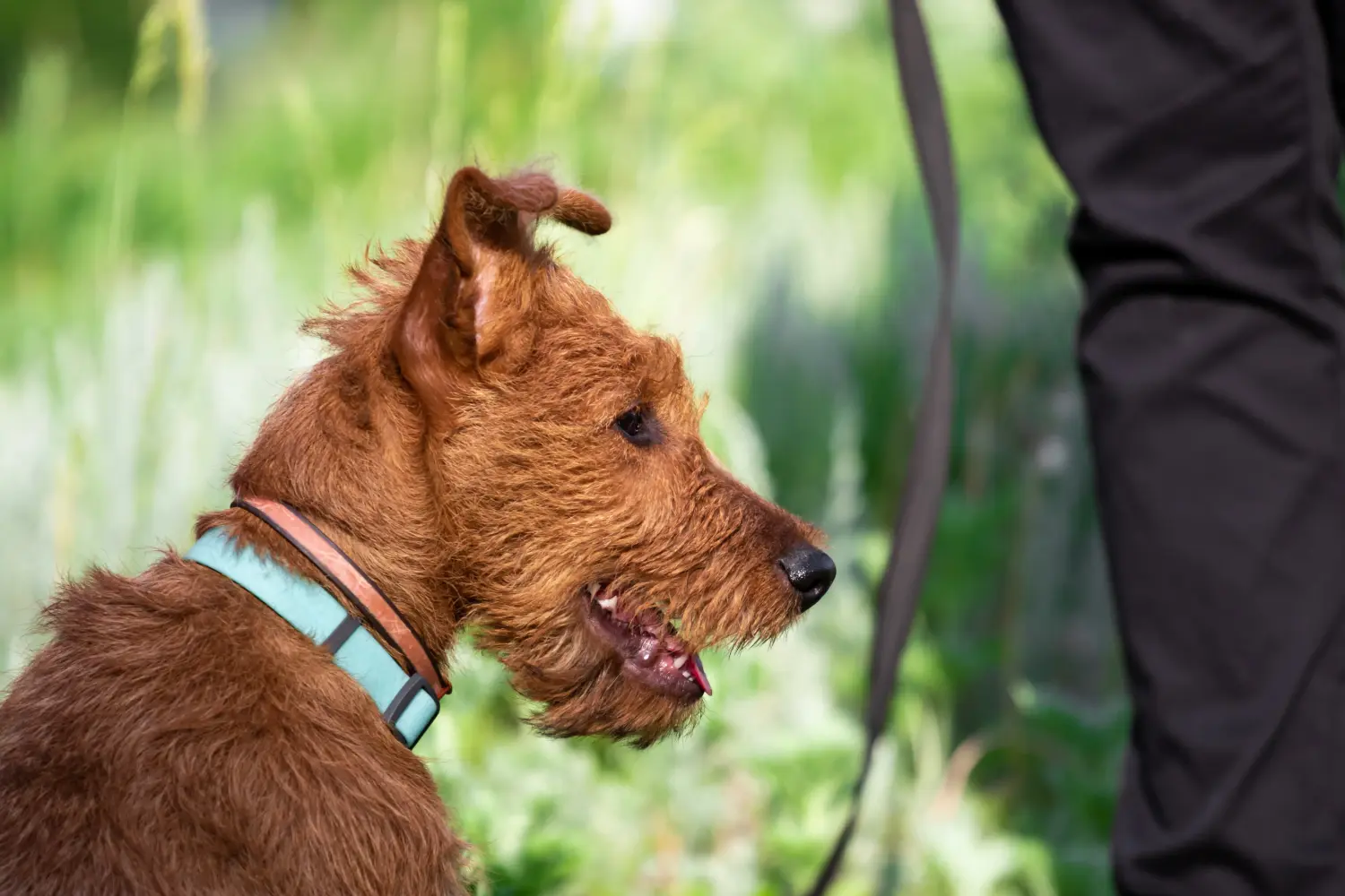Ír terrier kölyökkutya vásárlása felelősségvállalást jelent! Ír terrier kiskutyák vásárlása.
