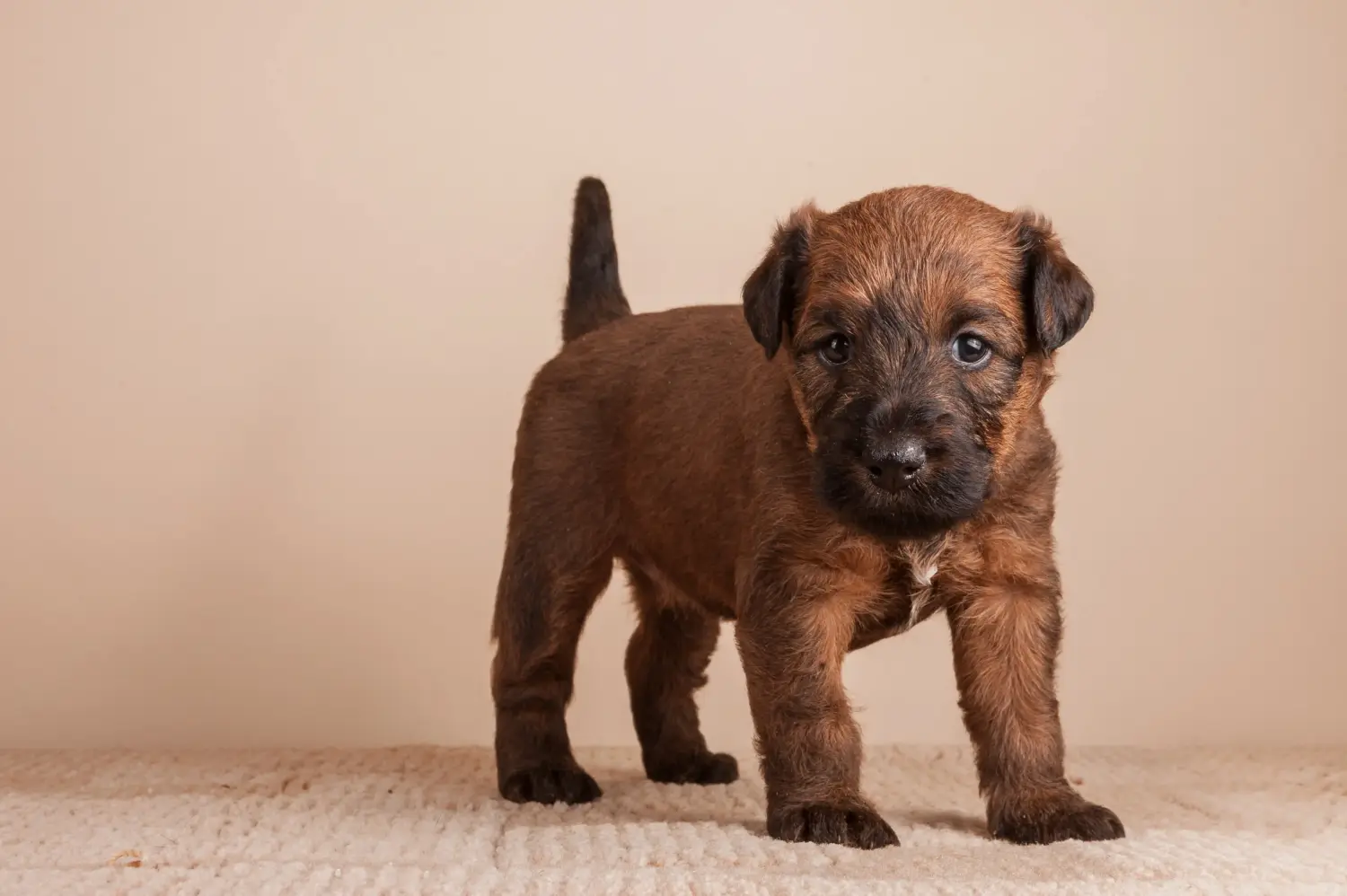 Ír terrier kölyökkutya vásárlása felelősségvállalást jelent! Ír terrier kiskutyák vásárlása.