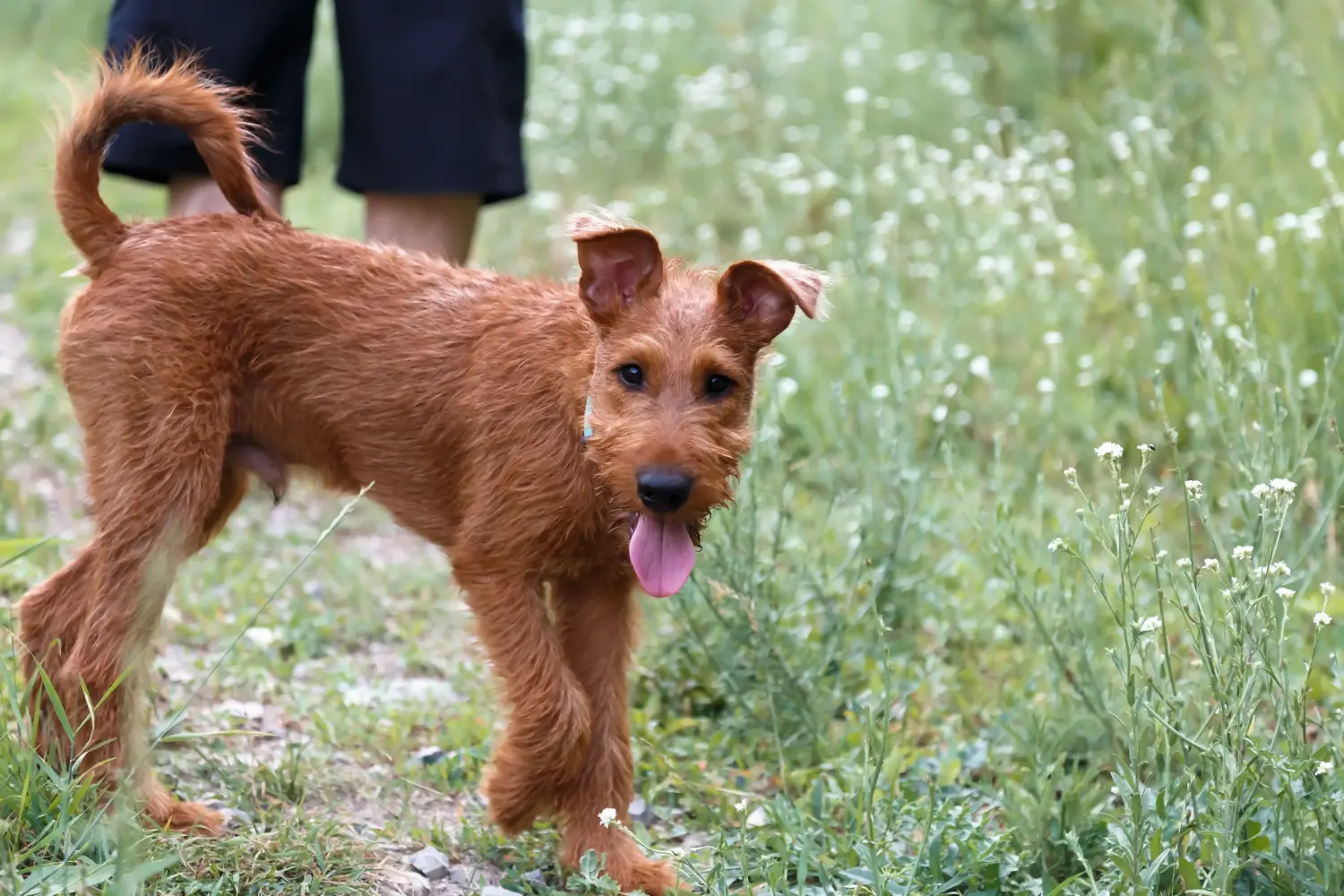 Ír terrier kölyökkutya vásárlása felelősségvállalást jelent! Ír terrier kiskutyák vásárlása.