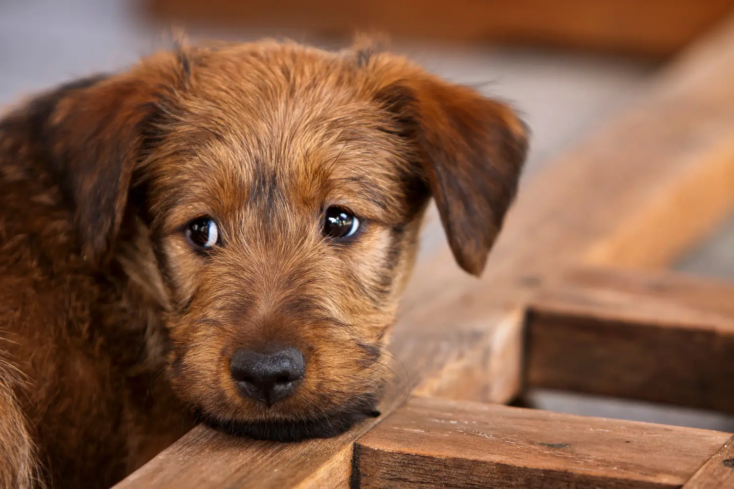 Ír terrier kölyökkutya vásárlása felelősségvállalást jelent! Ír terrier kiskutyák vásárlása.