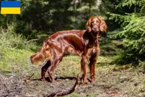 Read more about the article Irish Red Setter tenyésztők és kölykök Ukrajnában