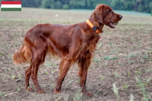 Read more about the article Irish Red Setter tenyésztők és kölykök Magyarországon