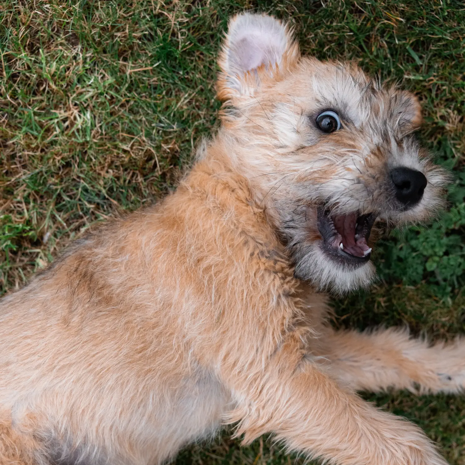 Ír Soft Coated Wheaten Terrier kölyökkutya vásárlása felelősségvállalást jelent! Vásároljon ír soft coated wheaten terrier kölyköket.