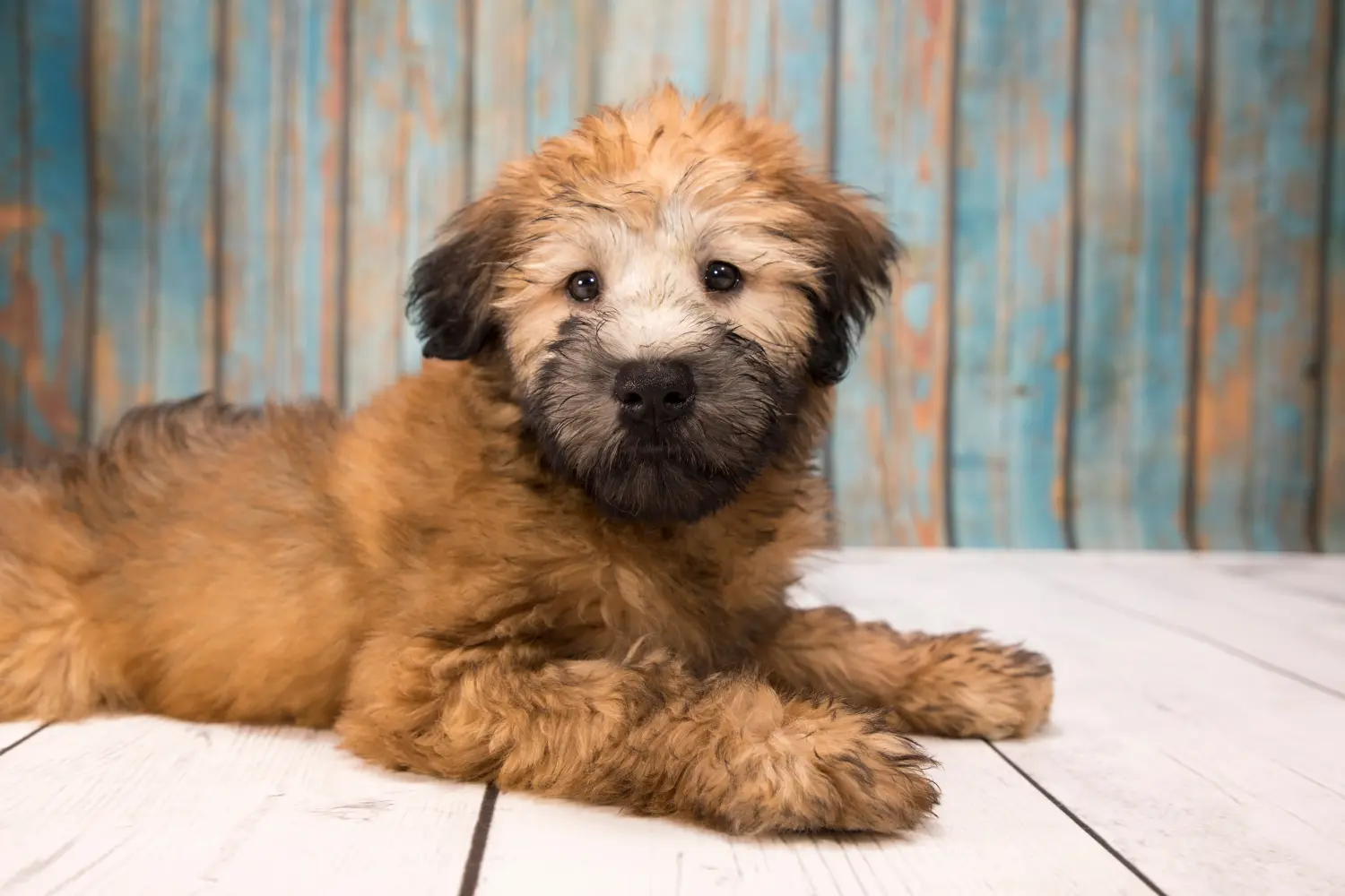 Ír Soft Coated Wheaten Terrier kölyökkutya vásárlása felelősségvállalást jelent! Vásároljon ír soft coated wheaten terrier kölyköket.