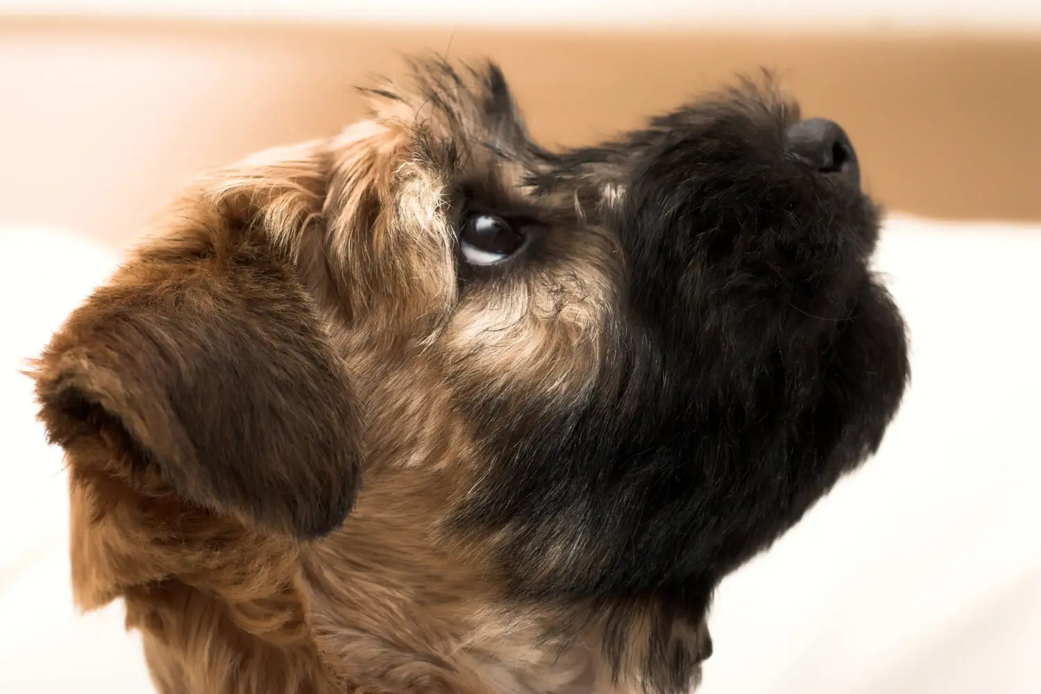 Ír Soft Coated Wheaten Terrier kölyökkutya vásárlása felelősségvállalást jelent! Vásároljon ír soft coated wheaten terrier kölyköket.