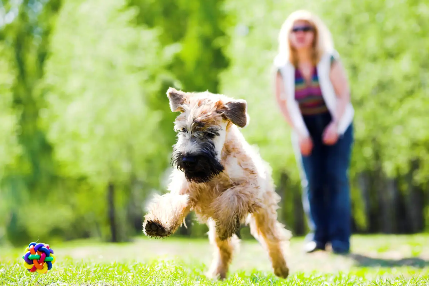Ír Soft Coated Wheaten Terrier kölyökkutya vásárlása felelősségvállalást jelent! Vásároljon ír soft coated wheaten terrier kölyköket.