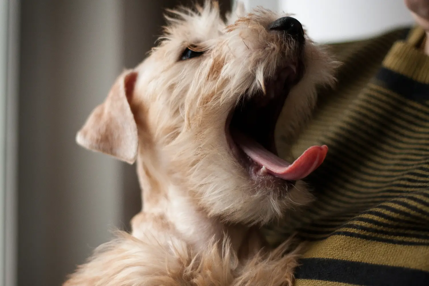 Ír Soft Coated Wheaten Terrier kölyökkutya vásárlása felelősségvállalást jelent! Vásároljon ír soft coated wheaten terrier kölyköket.