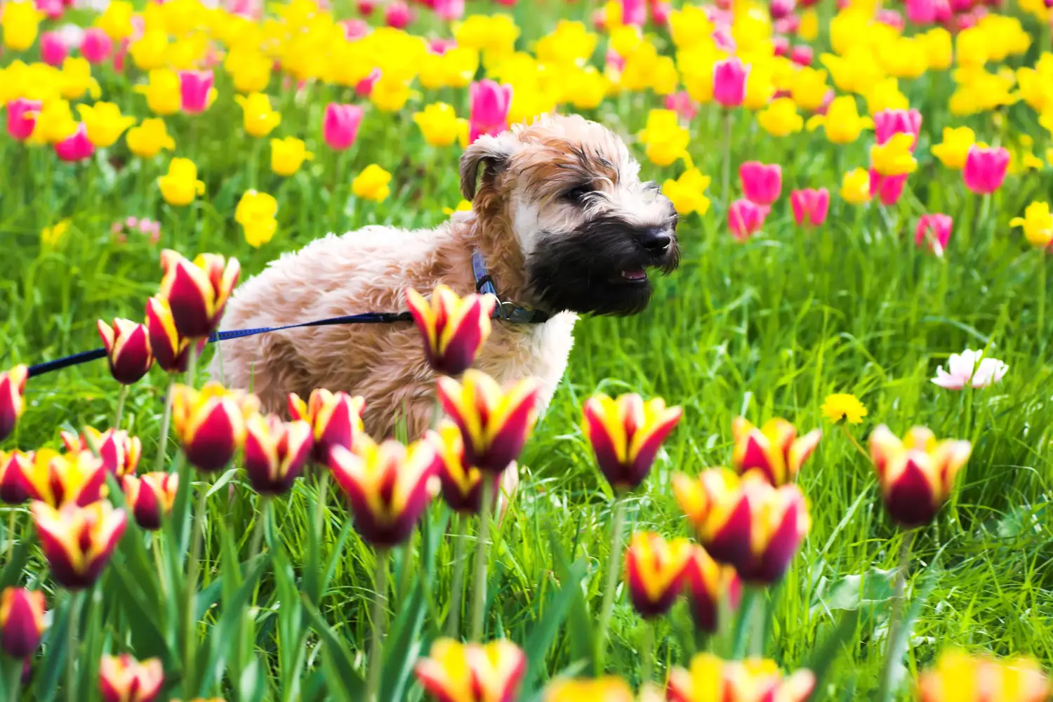 Ír Soft Coated Wheaten Terrier kölyökkutya vásárlása felelősségvállalást jelent! Vásároljon ír soft coated wheaten terrier kölyköket.