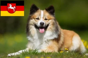 Read more about the article Izlandi kutyatenyésztők és kölykök Alsó-Szászországban