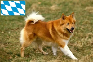 Read more about the article Izlandi kutyatenyésztők és kölykök Bajorországban