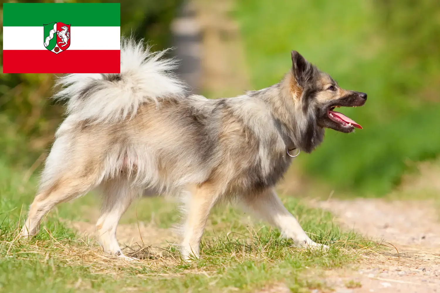 Read more about the article Izlandi kutyatenyésztők és kölykök Észak-Rajna-Vesztfália területén