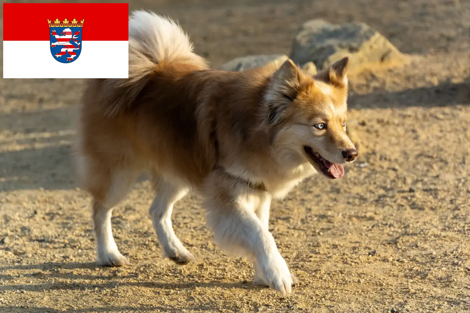 Izlandi kutya kölykök és tenyésztők Hessen Itt találhat izlandi kutyatenyésztőket Hessenben.