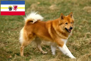 Read more about the article Izlandi kutyatenyésztők és kölyökkutyák Mecklenburg-Elő-Pomeránia tartományban
