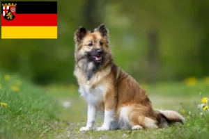 Read more about the article Izlandi kutyatenyésztők és kiskutyák Rajna-vidék-Pfalzban