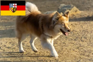 Read more about the article Izlandi kutyatenyésztők és kölyökkutyák Saar-vidéken