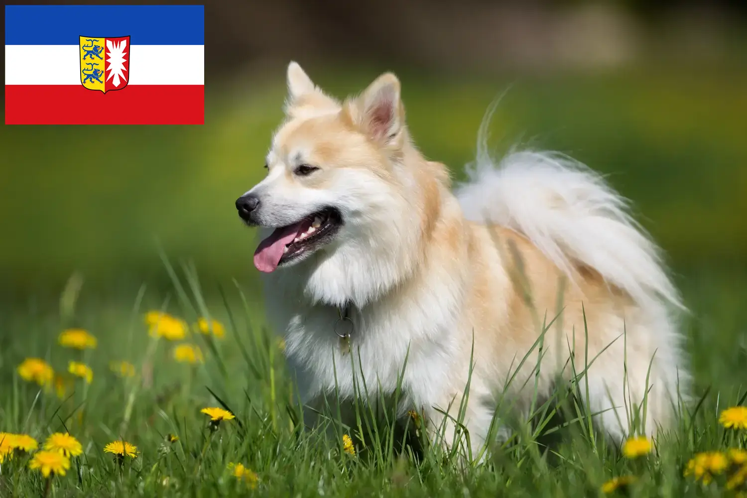 Read more about the article Izlandi kutyatenyésztők és kölyökkutyák Schleswig-Holstein tartományban