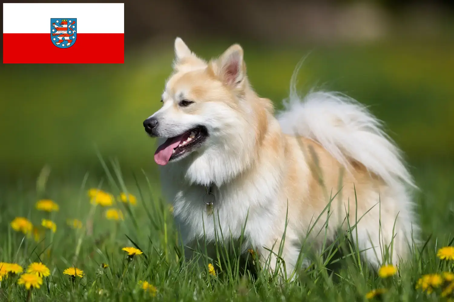 Izlandi kutyakölykök és tenyésztők Türingia Itt talál izlandi kutyatenyésztőket Türingiában.