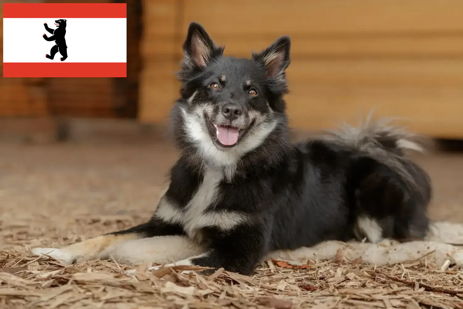 Izlandi kutyakölykök és tenyésztők Berlin Itt találhat izlandi kutyatenyésztőket Berlinben.