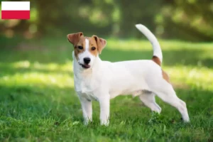 Read more about the article Jack Russell tenyésztők és kiskutyák Lengyelországban