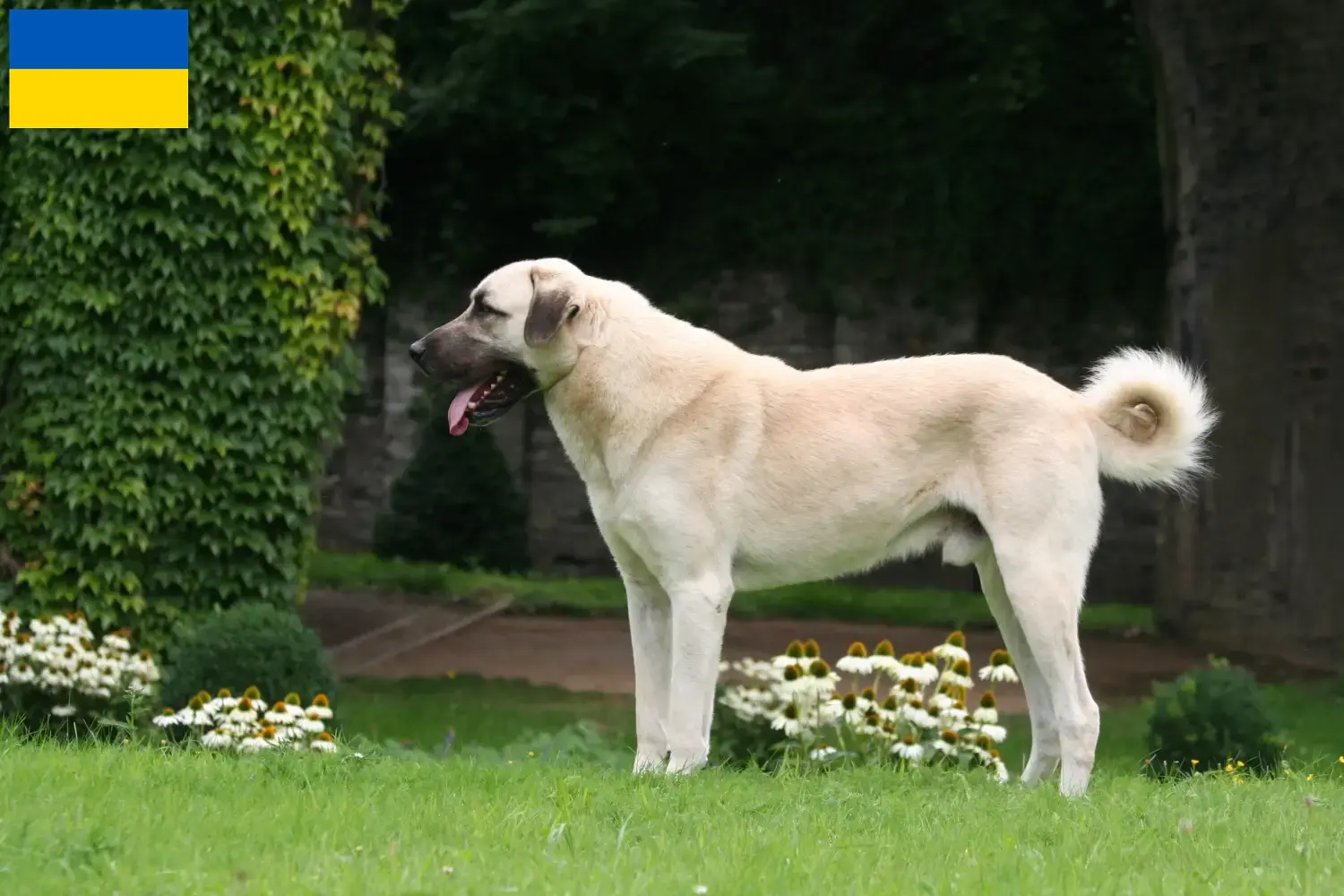 Kangal kiskutyák és tenyésztők Ukrajna Itt találhat Kangals tenyésztőket Ukrajnában.
