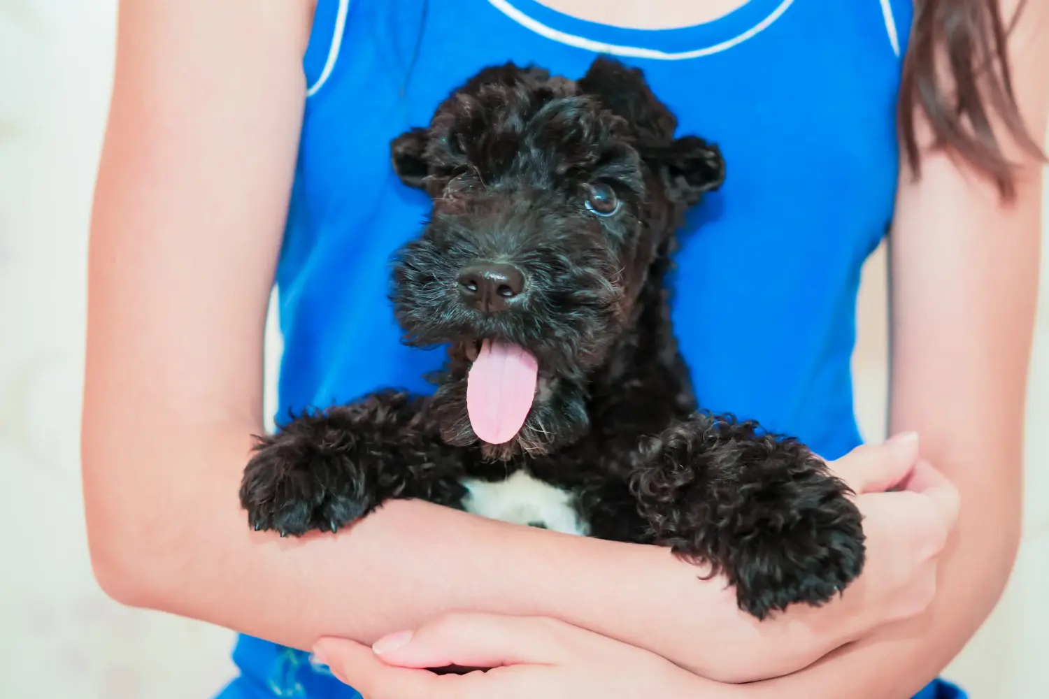 Egy Kerry Blue Terrier kiskutya megvásárlása felelősségvállalást jelent! Kerry Blue Terrier kiskutyák vásárlása.