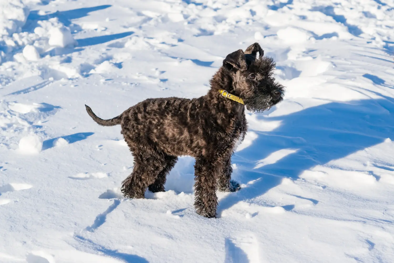 Egy Kerry Blue Terrier kiskutya megvásárlása felelősségvállalást jelent! Kerry Blue Terrier kiskutyák vásárlása.