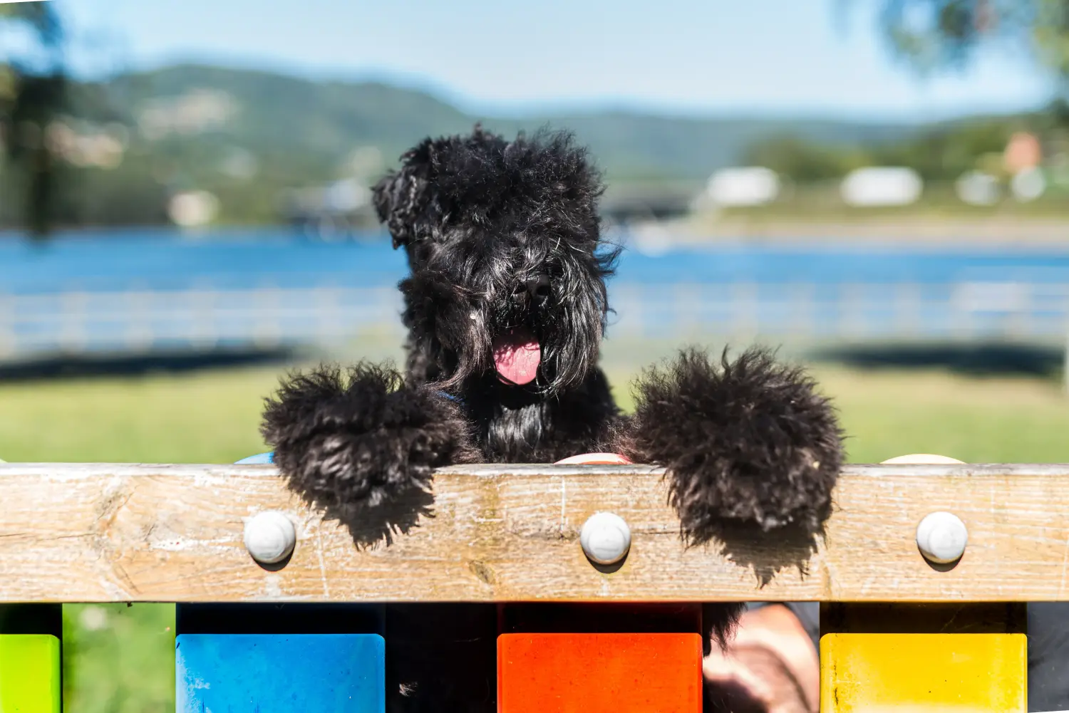 Egy Kerry Blue Terrier kiskutya megvásárlása felelősségvállalást jelent! Kerry Blue Terrier kiskutyák vásárlása.