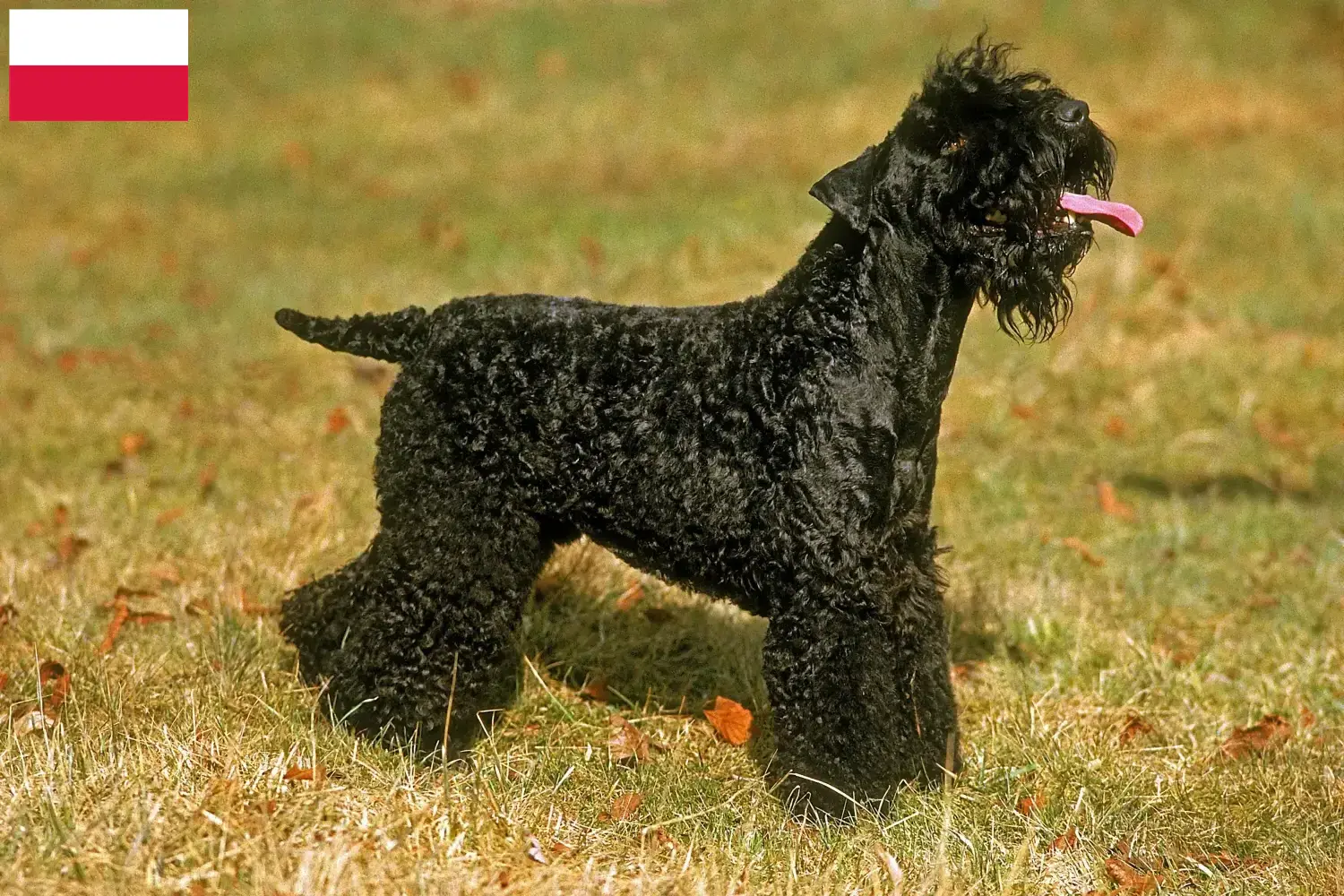 Kerry Blue Terrier kiskutyák és tenyésztők Lengyelország Kerry Blue Terrier tenyésztőket Lengyelországban itt találsz.