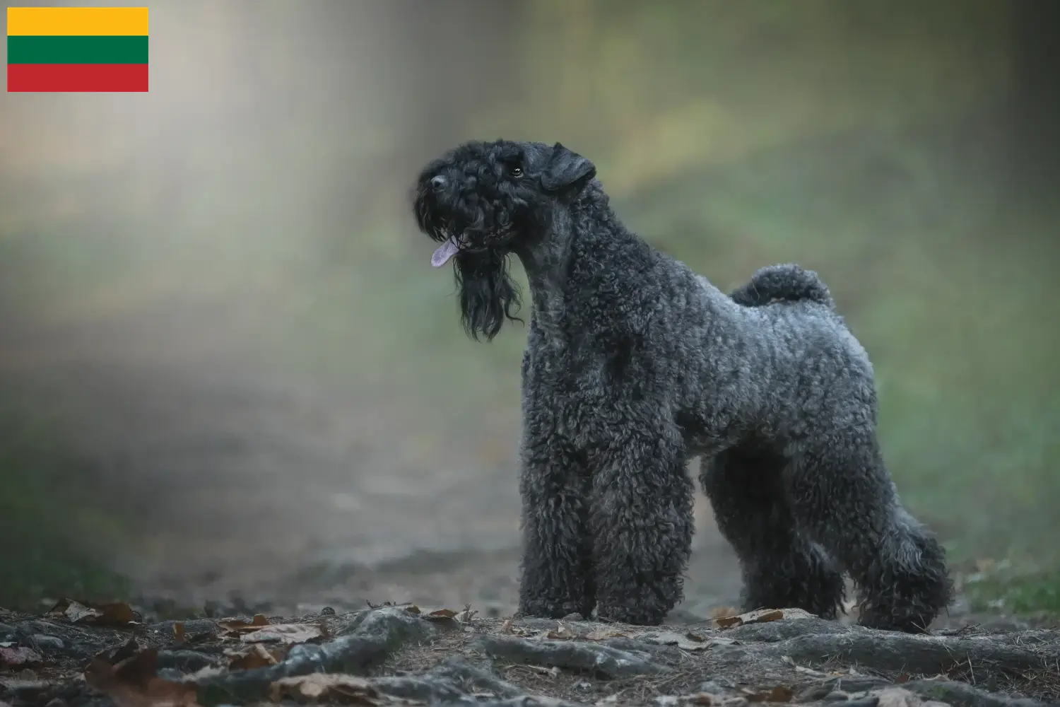 Kerry Blue Terrier kiskutyák és tenyésztők Litvánia Kerry Blue Terrier tenyésztők keresése Litvániában.