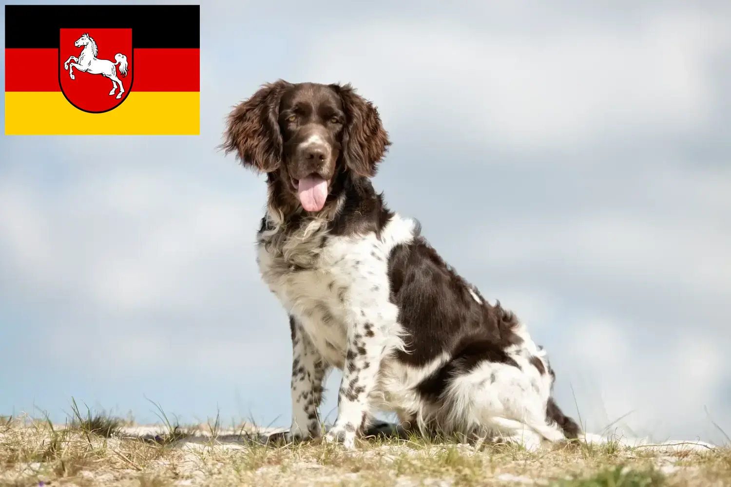Read more about the article Kis Münsterländer tenyésztő és kiskutyák Alsó-Szászországban