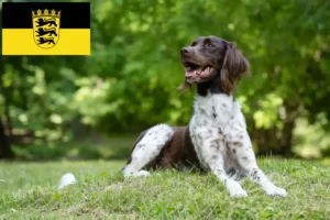 Read more about the article Kis Münsterländer tenyésztő és kiskutyák Baden-Württembergben