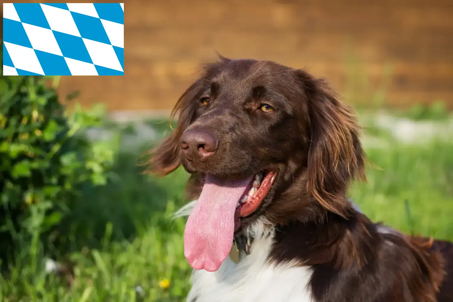 Read more about the article Kis Münsterländer tenyésztő és kiskutyák Bajorországban