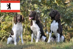 Read more about the article Kis Münsterländer tenyésztő és kiskutyák Berlinben