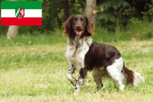 Read more about the article Kis Münsterländer tenyésztő és kiskutyák Észak-Rajna-Vesztfáliában