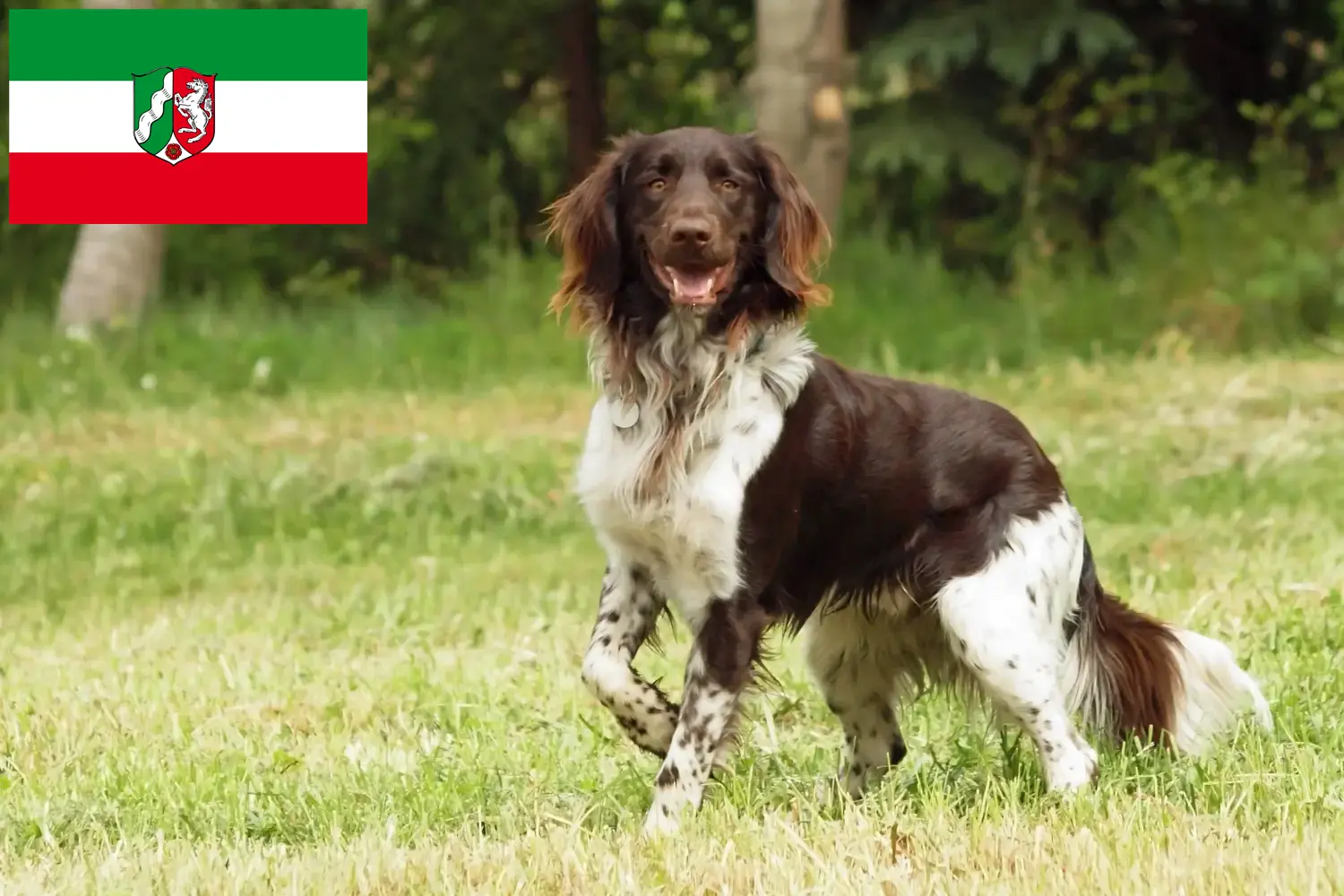 Read more about the article Kis Münsterländer tenyésztő és kiskutyák Észak-Rajna-Vesztfáliában
