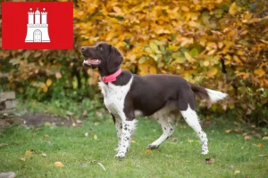 Read more about the article Kis Münsterländer tenyésztő és kiskutyák Hamburgban