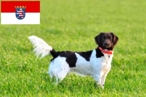 Read more about the article Kis Münsterländer tenyésztő és kiskutyák Hessenben