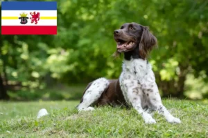 Read more about the article Kis Münsterländer tenyésztő és kiskutyák Mecklenburg-Vorpommernben