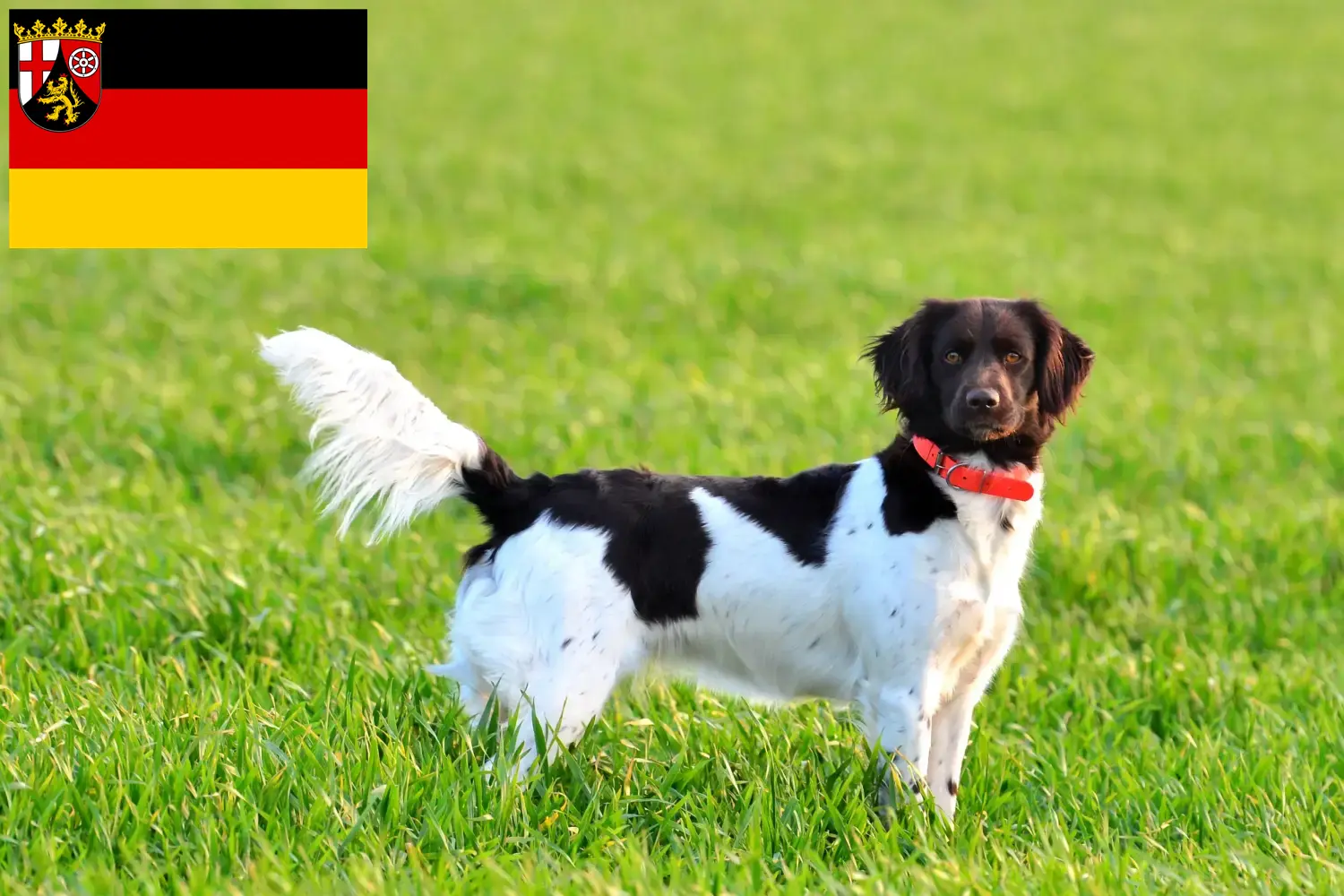 Read more about the article Kis Münsterländer tenyésztő és kiskutyák Rajna-vidék-Pfalzban