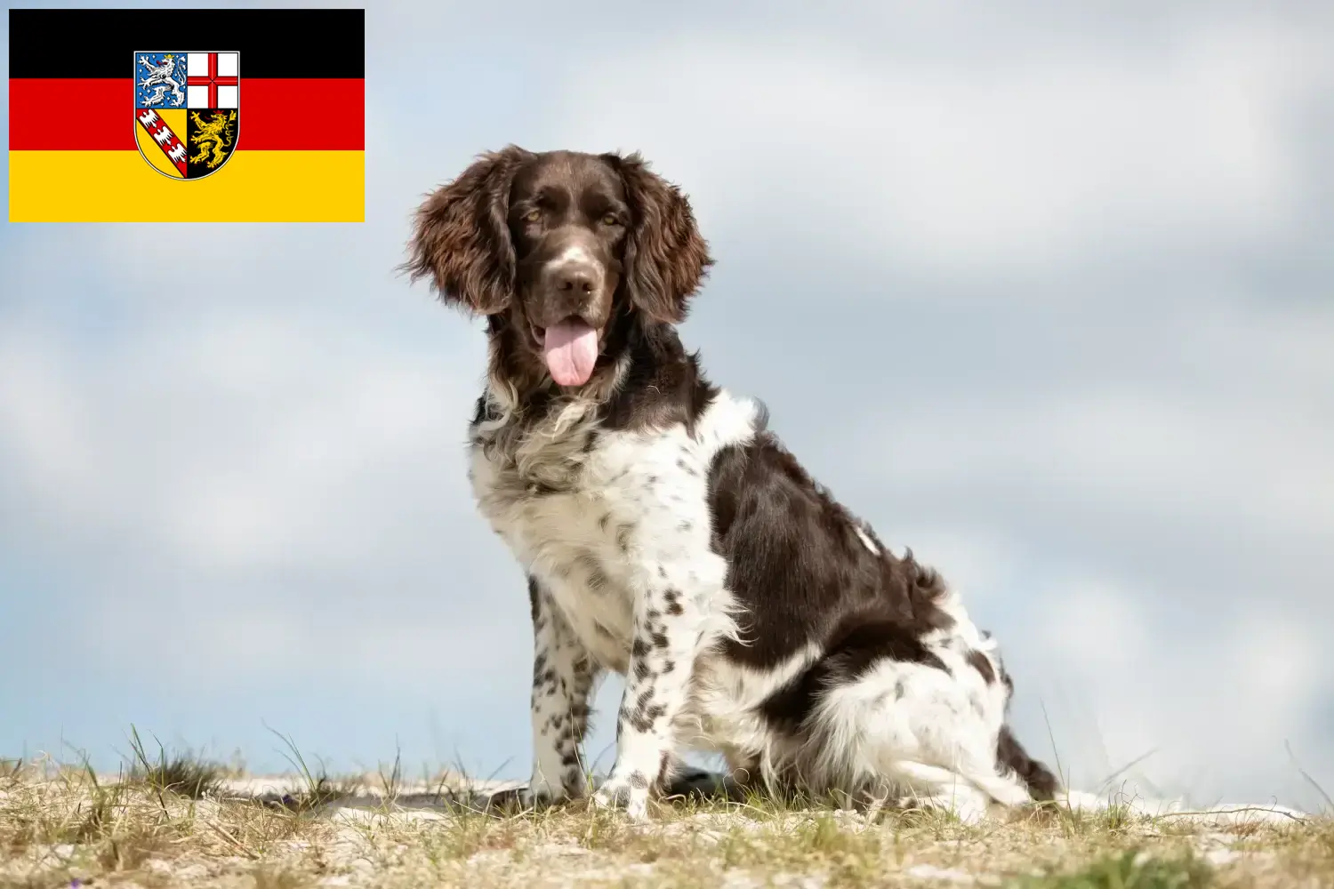 Read more about the article Kis Münsterländer tenyésztő és kiskutyák Saar-vidéken