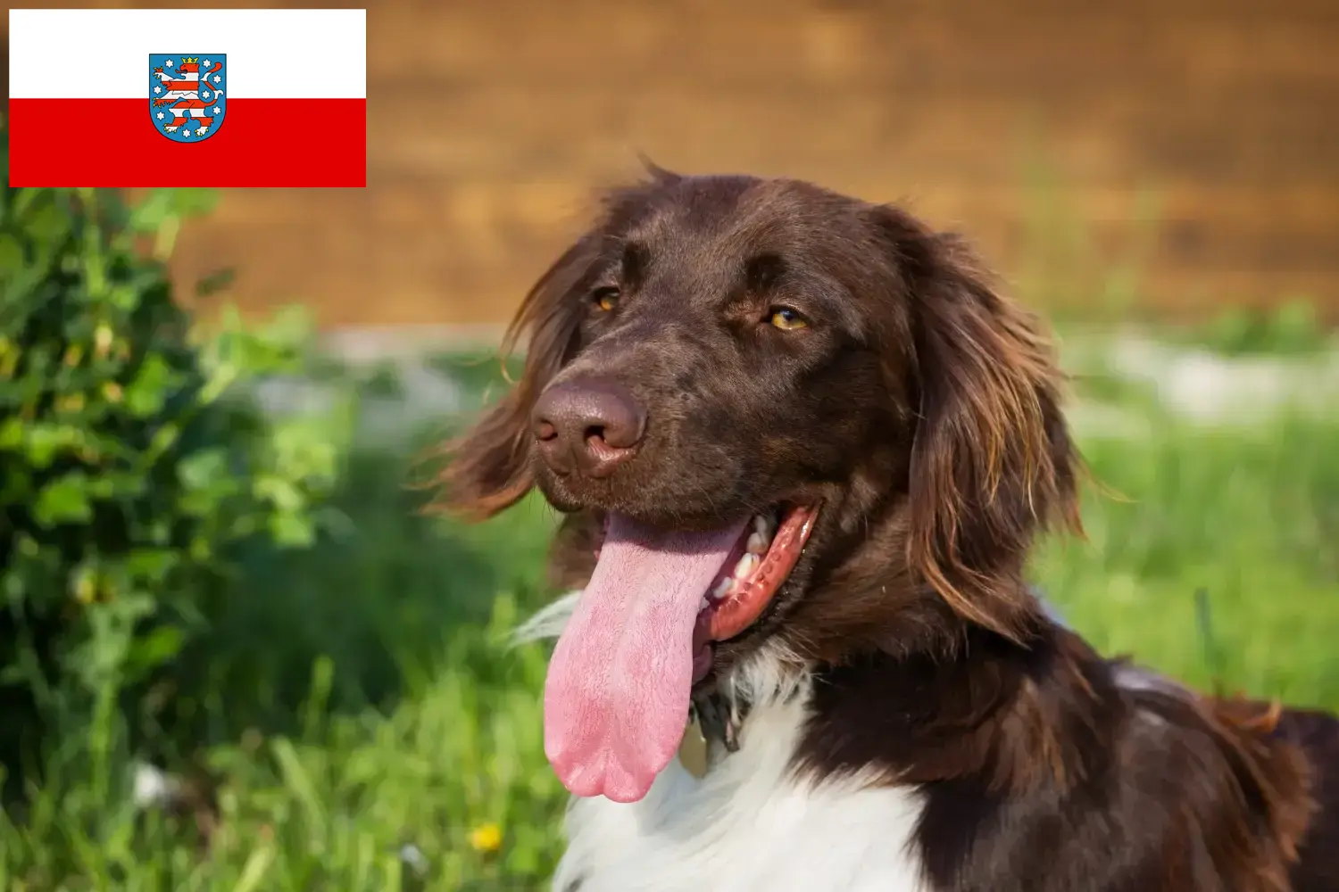 Read more about the article Kis Münsterländer tenyésztő és kiskutyák Türingiában