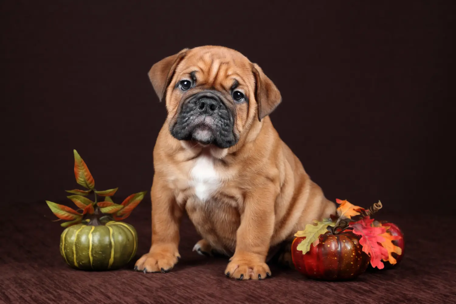Egy kontinentális bulldog kölyökkutya megvásárlása felelősségvállalást jelent! Vásároljon kontinentális bulldog kölyökkutyákat.