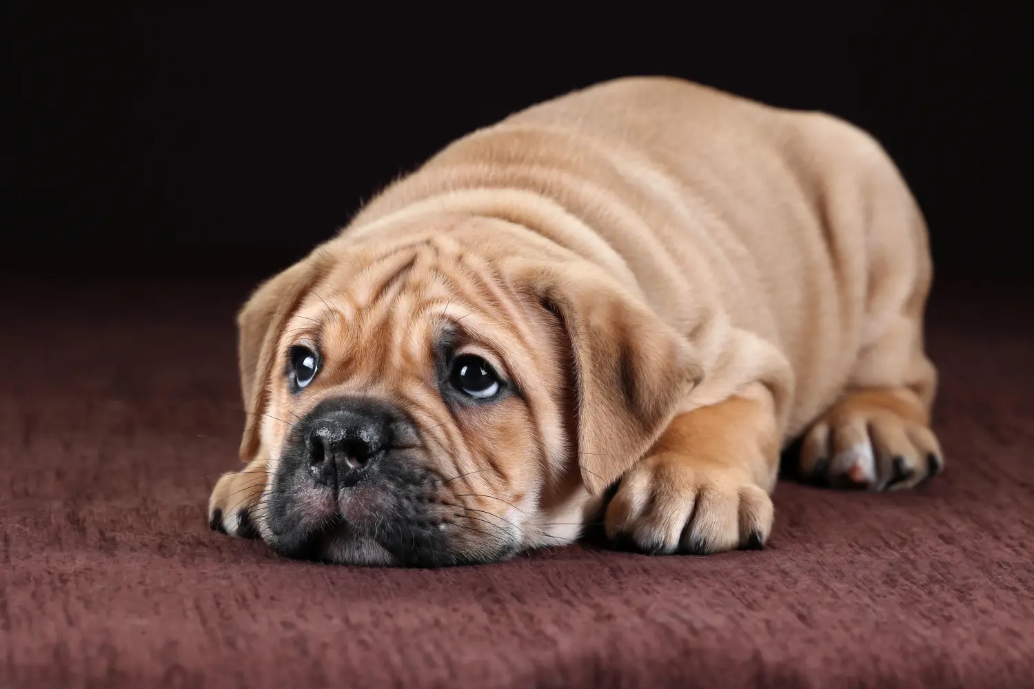 Egy kontinentális bulldog kölyökkutya megvásárlása felelősségvállalást jelent! Vásároljon kontinentális bulldog kölyökkutyákat.